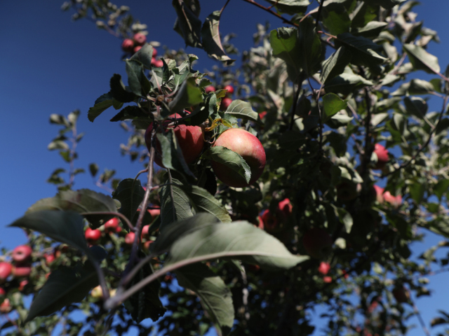 The curse of the delectable Honeycrisp apple